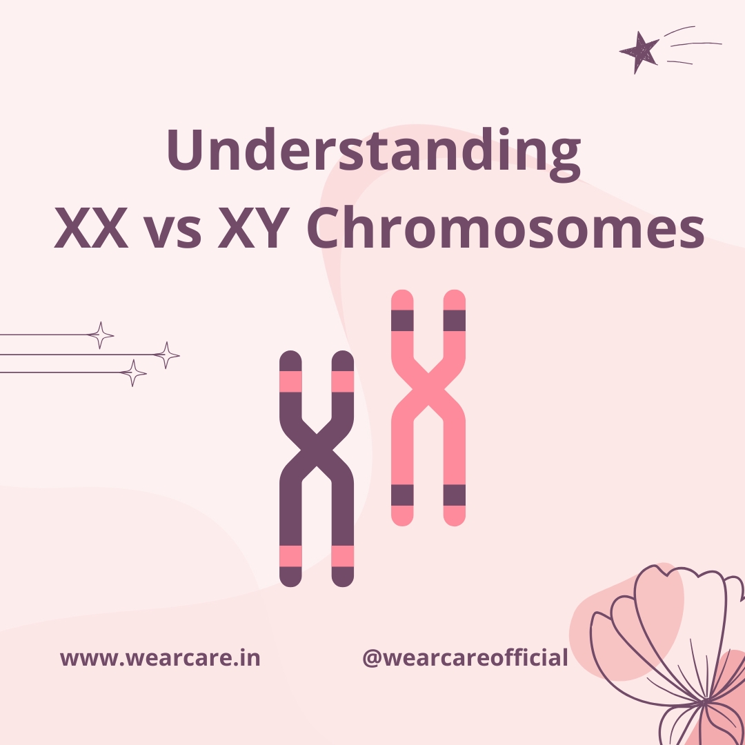 Understanding XX vs XY Chromosomes