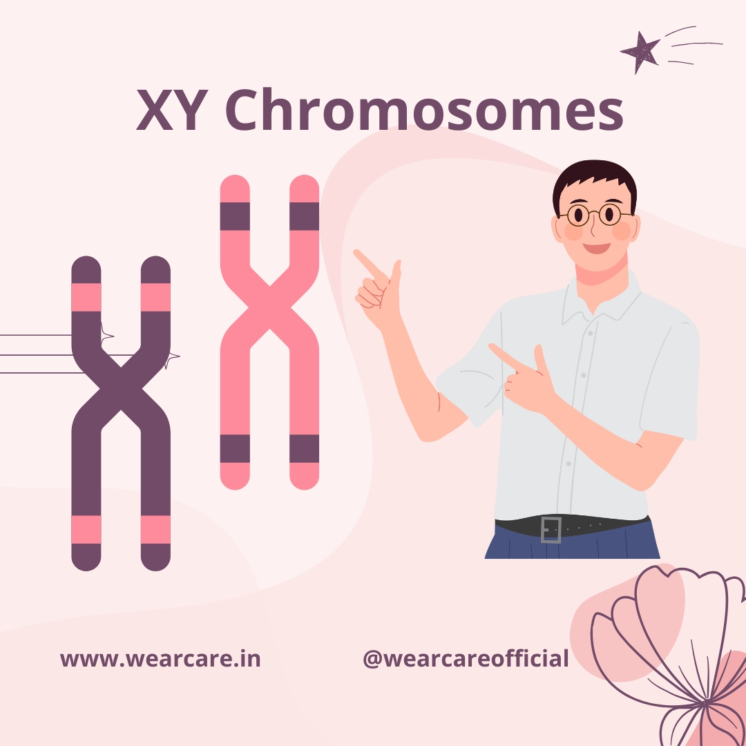 XY Chromosomes